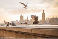 Vögel im Sonnenlicht vor londoner Kulisse